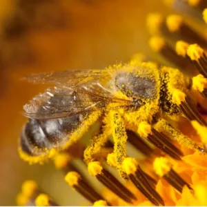 The Role of Beekeeping in Preserving Forest Honey